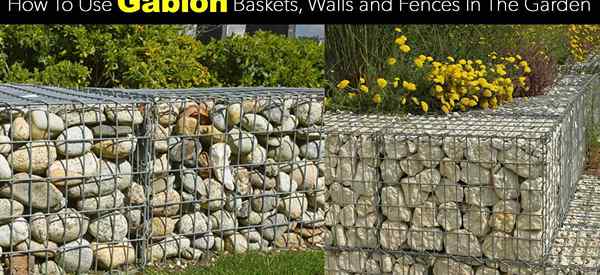 Comment utiliser des paniers, des murs et des clôtures de Gabion dans le jardin