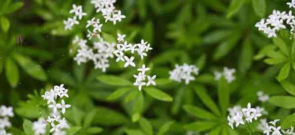 Soins de bois sucrés cultivant les odorates de galium