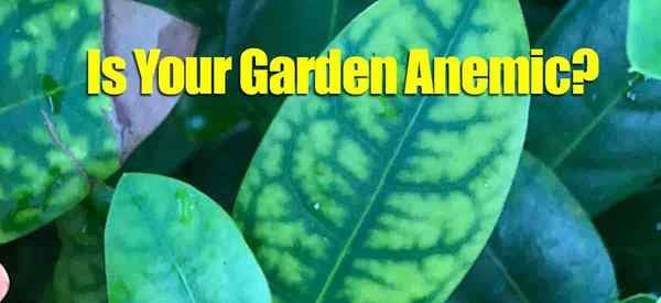 L'aémie du jardin est votre jardin anémique? Comment le réparer!