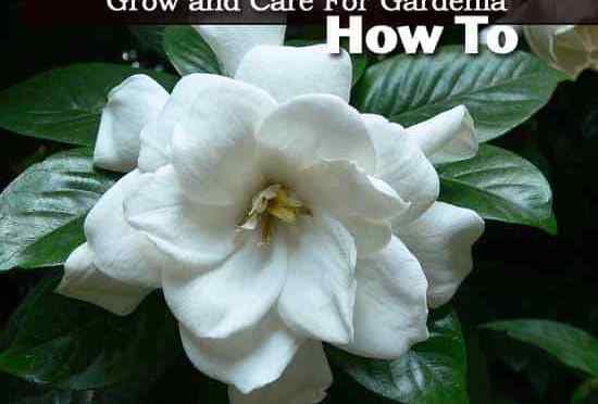 Cultivo de plantas de gardenia Cómo cuidar los arbustos y los árboles de Gardenia