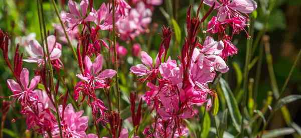 Gaura em crescimento como cuidar da fábrica de Gaura