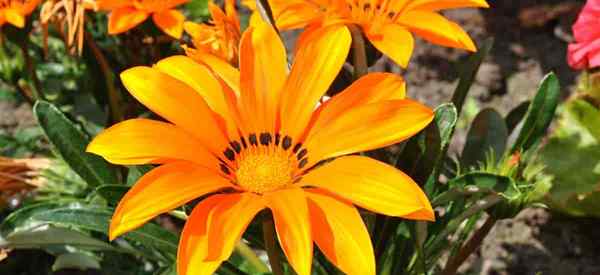 Gazania Blumenpflege Wachstum Gazanien Die Schatzpflanze [wie zu]