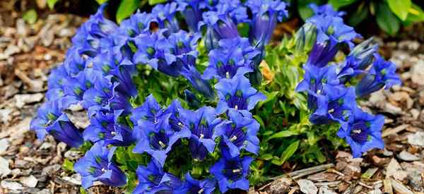 Tumbuh bunga gentian belajar menjaga gentian