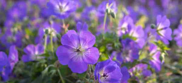 Merawat geranium sanguineum (berdarah kraneril geranium)