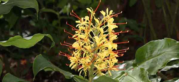 Ginger Lily soin de la façon de cultiver Kalihi Ginger [Hedychium gardnerianum]