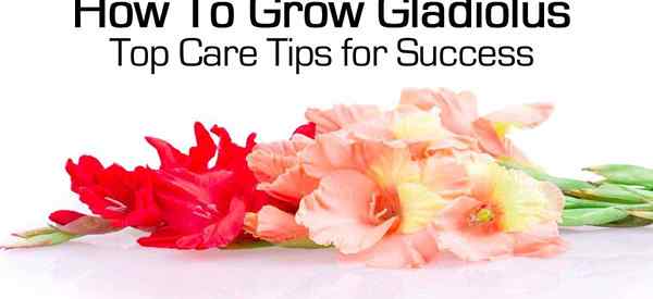 Tips Perawatan Gladiolus