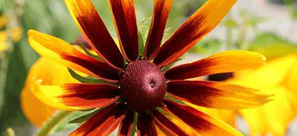 Wachsender Gloriosa Daisy Lernen Sie, sich um eine verbesserte Rudbeckia Hirta zu kümmern