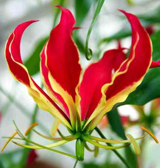 Gloriosa Lily Care wachsen Gloriosa Rothschildiana
