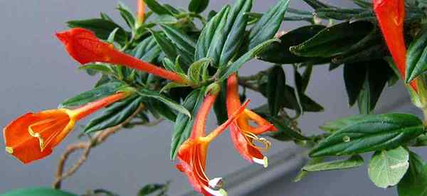 Goldfish Plant Care Growing Columnea Plantas