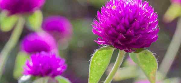 Globe Globe Amaranth apprenez les soins des plantes gomphrena