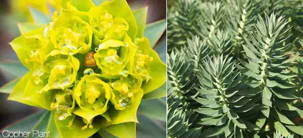 Gopher Plant Care lernen, wie man Euphorbia rigida annimmt