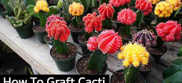 Cómo injertar cactus