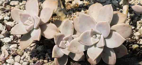 Menumbuhkan tanaman hantu sukulen - graptopetalum paraguayense