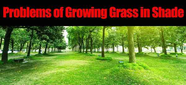 Probleme beim Anbau von Gras im Schatten