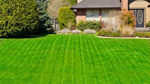 Auf der Suche nach einem üppigen Rasen? Probieren Sie diese Tipps aus, um das Gras in Spitzenform zu bekommen!