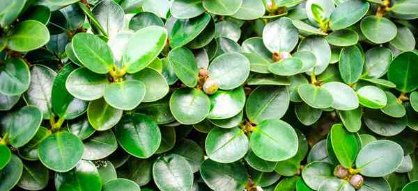 Green Island Ficus Ficus Microcarpa Mudah Menumbuhkan Bonsai Ficus