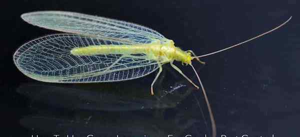 Grüne Lacewings, wie man sie für Gartenschädlinge benutzt