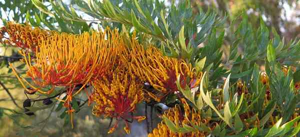 Tipps zur Seide -Eiche -Baumpflege zum Anbau des Grevillea robusta