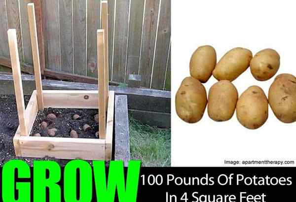 Comment cultiver 100 livres de pommes de terre en 4 pieds carrés
