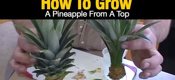 Comment cultiver un ananas à partir d'un haut