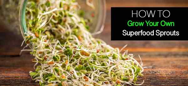 Wie Sie Ihre eigenen Superfood -Sprossen wachsen lassen