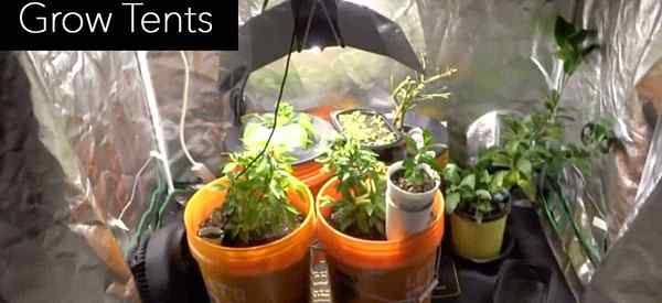 Grow Tent Membeli Tip Bacalah Ini Sebelum Anda Membeli