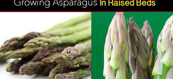 Cara Petua untuk Meningkatkan Asparagus di Katil yang Dibesarkan