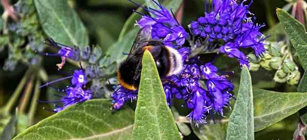 Opieka nad Blue Mist Crub [Caryopteris x clandonensis]