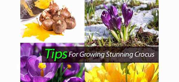 Consejos de cuidado de bulbos de crocus cultivados para la planta de azafrán