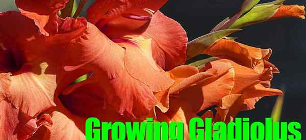 Cómo consejos sobre el cultivo, la cavación y la plantación de bulbos de gladiolo