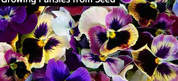 Crescendo pansies de sementes