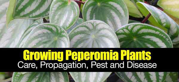 Peperomia Care y cuidando las plantas de Peperomia