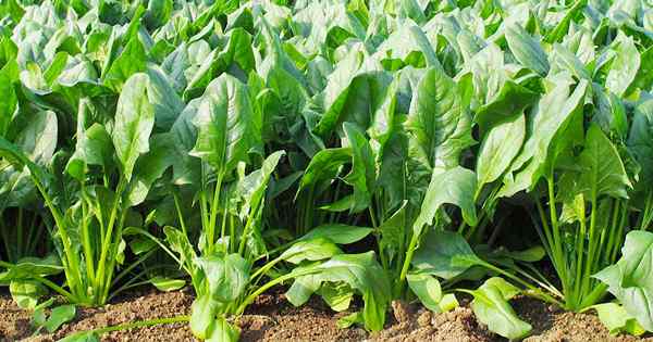 Verdes de hoja para ensaladas y saltees cómo cultivar espinacas