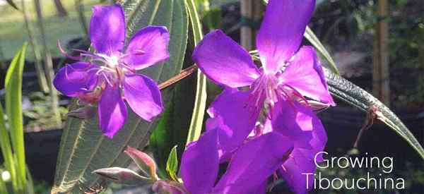 Pokok tibouchina bagaimana tumbuh dan menjaga pokok kemuliaan ungu