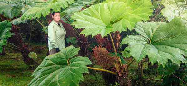 Perawatan Tanaman Gunnera Semua Tentang Menumbuhkan Tanaman Daun Raksasa