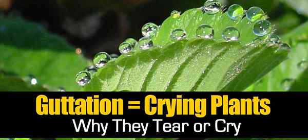 GUTTATION = Crying Plants - Mengapa mereka robek atau menangis?