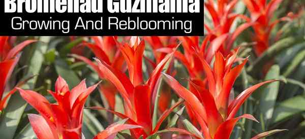 Cara tumbuh dan me -rebloom bromeliad guzmania Anda