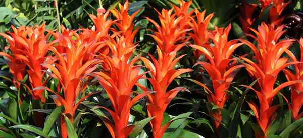 Guzmania Pflanzenpflege wachsen farbenfrohe Bromelienpflanzen