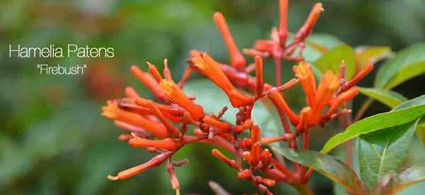 Consejos de cuidado de Hamelia Patens para hacer crecer el Firebush