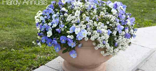 Hardy Einjährige farbenfrohe Blumen für den Garten den ganzen Sommer über