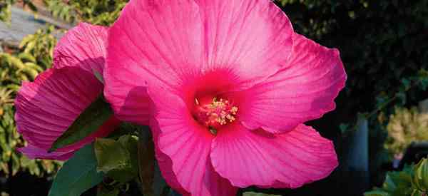 Hardy Hibiscus Care Tips na temat uprawy hibiscus moscheutos