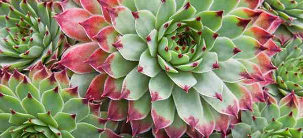 Succulentes robustes - Les Sedums et les Sempervivums