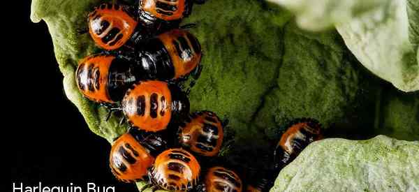 Harlequin Bug Control, jak pozbyć się Murgantia Histrionica