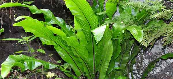 Cuidado de helecho de la lengua de Hart aprende a cultivar asplenio escolopendrio