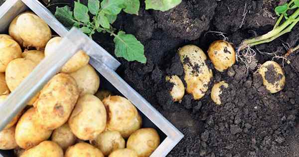 Cuándo y cómo cosechar papas de cosecha propia