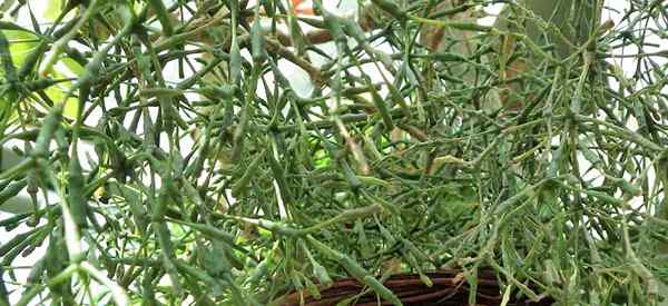 Croissance de la hatiora salicornioides s'occupant des ossements de danse cactus