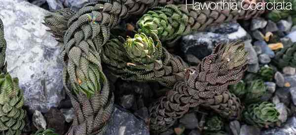 Como crescer e cuidar de suculentos Haworthia coarctata