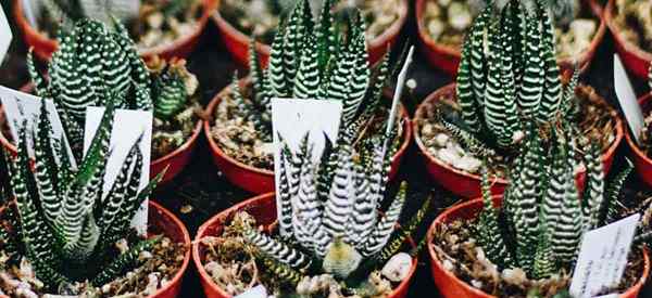 Crescente de Haworthiopsis fasciata Como cuidar de plantas de Haworthia fasciata