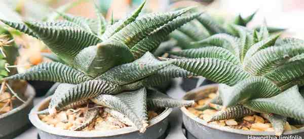 Haworthia limifolia [Feenwaschbrett] Wachsen und Pflege