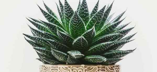 Cultives de Haworthia Plantes Comment prendre soin d'une plante de perle succulente